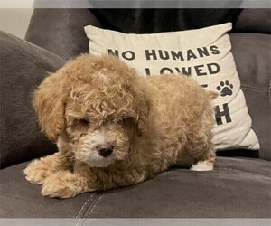 Goldendoodle Puppy for sale in PEMBROKE PINES, FL, USA