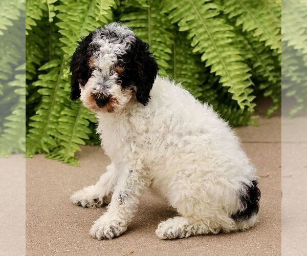 Medium Photo #3 Poodle (Miniature) Puppy For Sale in GORDONVILLE, PA, USA