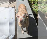 Small #13 Chihuahua