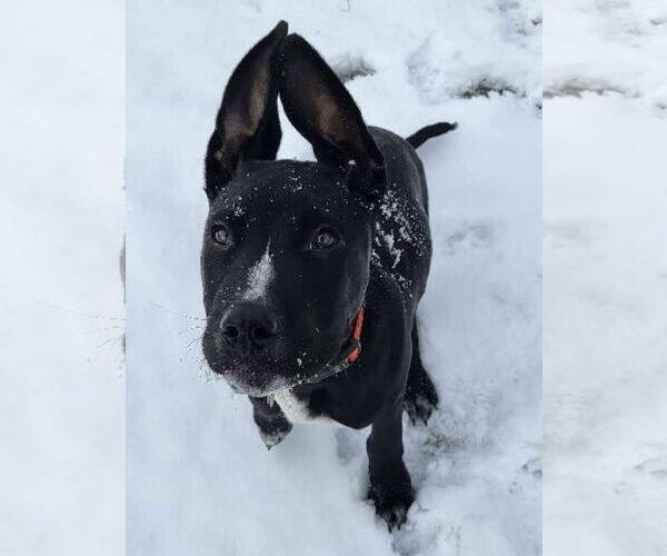 Medium Photo #1 Mutt Puppy For Sale in Clarkston, MI, USA