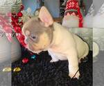 Small #2 French Bulldog