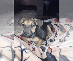 Elfie - Female German Shepherd Dog-Unknown Mix Dog for Adoption - Photo #6