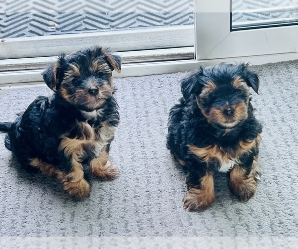 Medium Photo #1 YorkiePoo Puppy For Sale in BOLINGBROOK, IL, USA