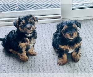 YorkiePoo Puppy for sale in BOLINGBROOK, IL, USA