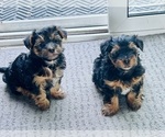 Small Photo #1 YorkiePoo Puppy For Sale in BOLINGBROOK, IL, USA