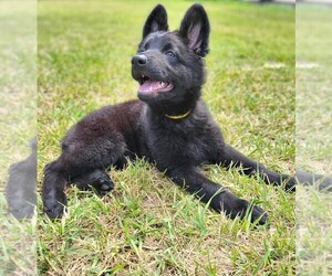 German Shepherd Dog Litter for sale in WEST UNION, SC, USA
