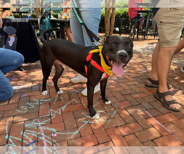 Medium Photo #5 American Pit Bull Terrier Puppy For Sale in Alexandria, VA, USA