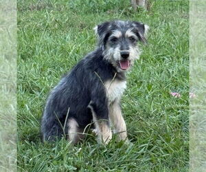 Airedale Terrier-Unknown Mix Dogs for adoption in Lakewood, CO, USA