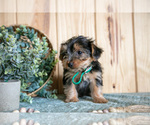 Puppy Bingo Yorkshire Terrier