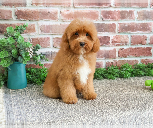Medium Photo #8 Cavapoo (Miniature) Puppy For Sale in SYRACUSE, IN, USA