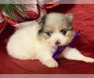 Pomeranian Puppy for sale in LANCASTER, PA, USA
