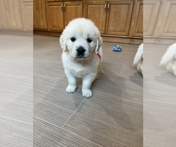 View Ad English Cream Golden Retriever Puppy for Sale near New York