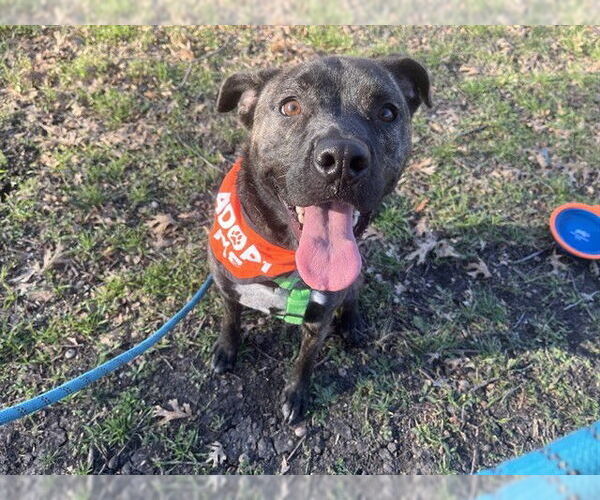 Medium Photo #2 Mutt Puppy For Sale in Plano, TX, USA