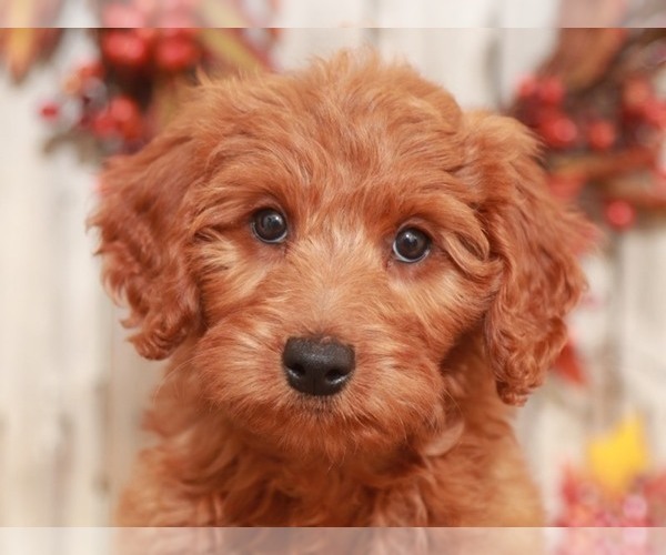 Medium Photo #3 Goldendoodle-Poodle (Miniature) Mix Puppy For Sale in MOUNT VERNON, OH, USA