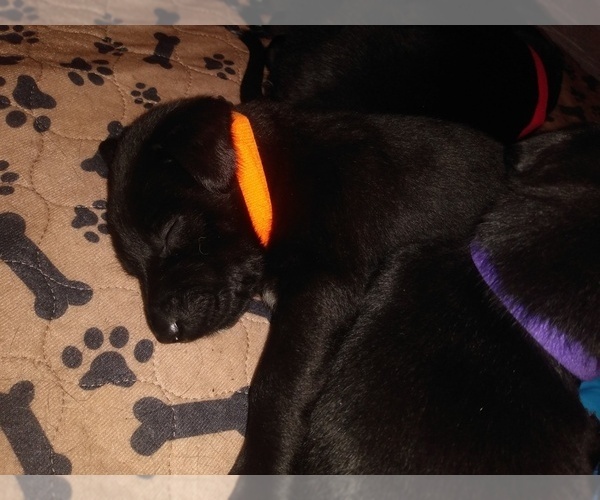 Medium Photo #23 Belgian Malinois-German Shorthaired Pointer Mix Puppy For Sale in SALINAS, CA, USA