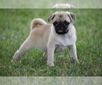 Small Photo #3 Pug Puppy For Sale in HARTLY, DE, USA