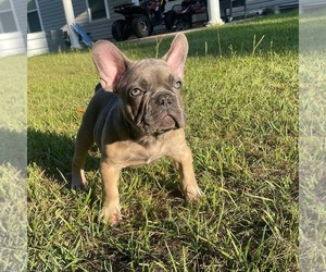 French Bulldog Puppy for sale in HOPE MILLS, NC, USA