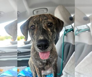 Holland Shepherd-Plott Hound Mix Dogs for adoption in Germantown, OH, USA