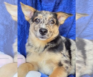 Australian Shepherd-Catahoula Leopard Dog Mix Dogs for adoption in Cuba, NY, USA