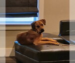 Small #3 Mutt
