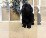 Puppy Ivy Newfoundland