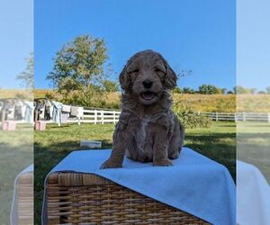 Goldendoodle (Miniature) Puppy for sale in FREDERICKSBURG, OH, USA