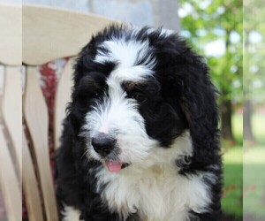 Bernedoodle Puppy for sale in MERCERSBURG, PA, USA