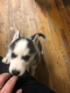 Small Photo #6 Siberian Husky Puppy For Sale in JOPLIN, MO, USA