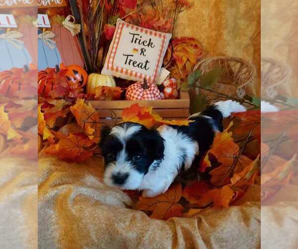 Medium Photo #1 Havanese Puppy For Sale in DREXEL, MO, USA