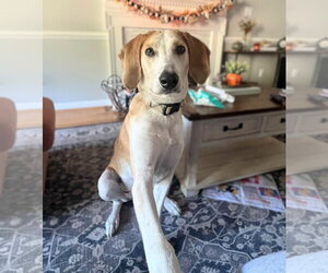 Hank - Male American Foxhound Dog for Adoption - Photo #5