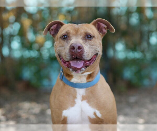 Medium Photo #1 American Staffordshire Terrier-Unknown Mix Puppy For Sale in Tavares, FL, USA