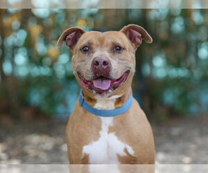 BENJI - Male American Staffordshire Terrier-Unknown Mix Dog for Adoption