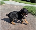 Small #3 Doberman Pinscher