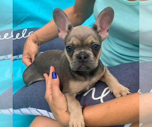 French Bulldog Puppy for sale in TAMPA, FL, USA