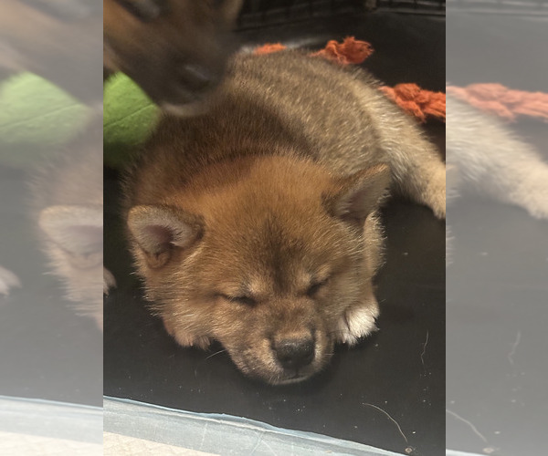 Medium Photo #1 Shiba Inu Puppy For Sale in LOS ANGELES, CA, USA