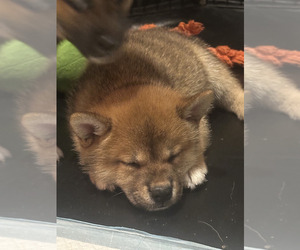 Shiba Inu Puppy for sale in LOS ANGELES, CA, USA