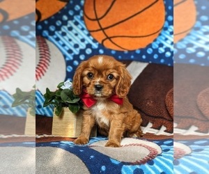 Cavalier King Charles Spaniel Puppy for sale in QUARRYVILLE, PA, USA