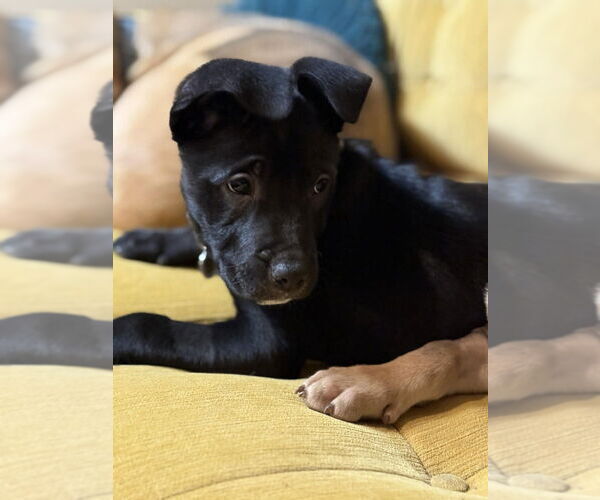 Medium Photo #3 Mutt Puppy For Sale in Candler, NC, USA