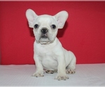 Puppy 2 French Bulldog