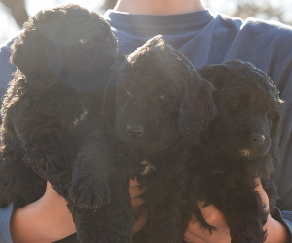 Medium Photo #5 Goldendoodle Puppy For Sale in SPIRO, OK, USA