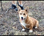 Puppy Frankie Pembroke Welsh Corgi
