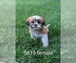 Small Photo #2 Zuchon Puppy For Sale in CLARE, IL, USA