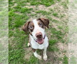 Small #2 Australian Shepherd Mix