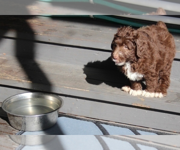 Medium Photo #16 Bordoodle Puppy For Sale in JACKSONVILLE, FL, USA