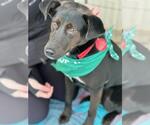 Small #12 Labrador Retriever Mix