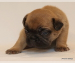 Small Photo #17 French Bulldog Puppy For Sale in WINNSBORO, TX, USA
