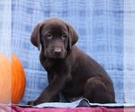 Small #2 Labrador Retriever