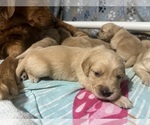 Small Photo #12 Golden Retriever Puppy For Sale in PORT RICHEY, FL, USA