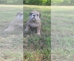 Puppy Juan English Bulldog
