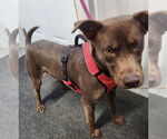 Small #11 Chocolate Labrador retriever Mix